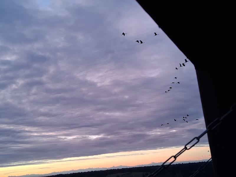 Annulé - les grues gourmandes en Pays Morcenais - le lever