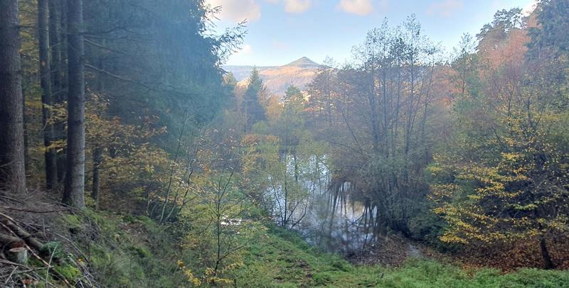 Club Vosgien : Sentier botanique du Vallon d'Aspach