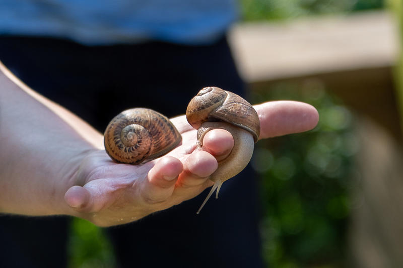 Visite d'un élevage d'escargots