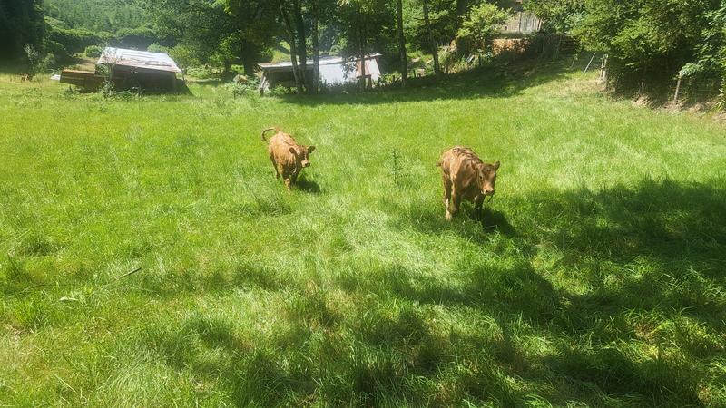 Dans les bottes du fermier : transhumance et soins des vaches limousines