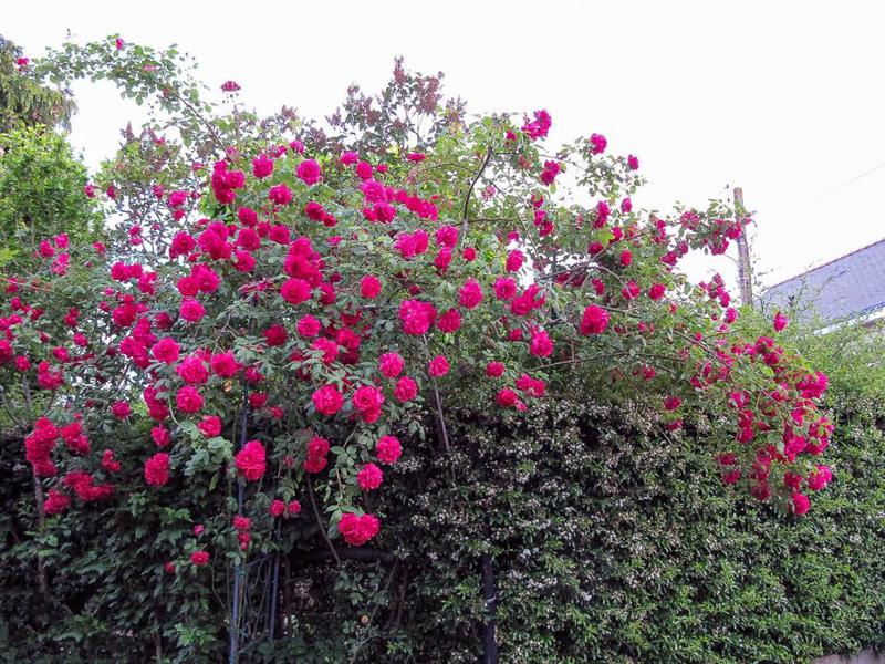 Maison - 169 m² - 8 pièces