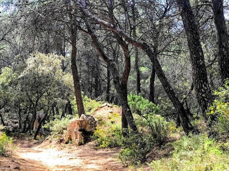 Un matin avec Cezanne à Bibémus