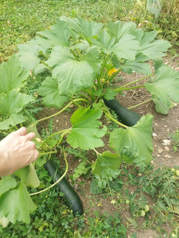 Maison - 70 m² - 4 pièces