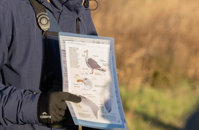 Formation aux oiseaux du littoral : weekend oiseaux hivernants