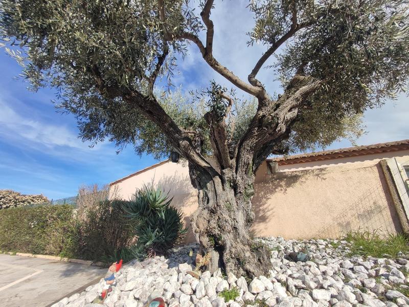 Maison - 230 m² - 6 pièces