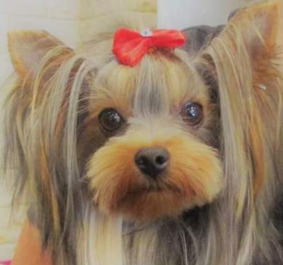 Diamond's Toilettage