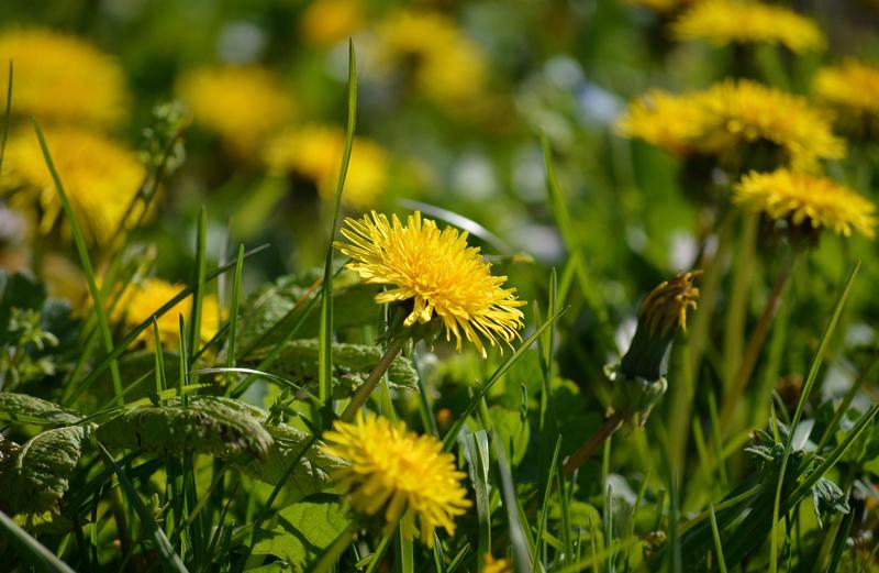 Sortie nature "Histoire et usages des plantes"