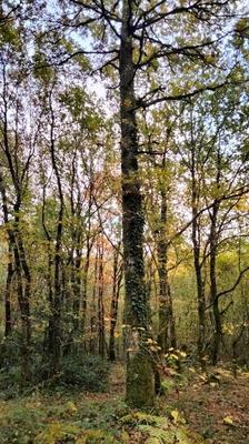 Terrain - 18 490 m²