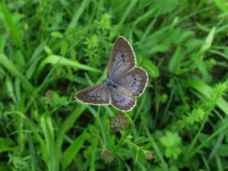 A la découverte des papillons du Ried de la Lutter