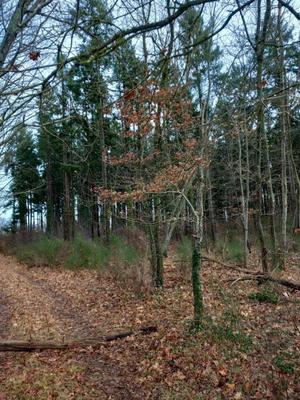 Forêt - 31 200 m²