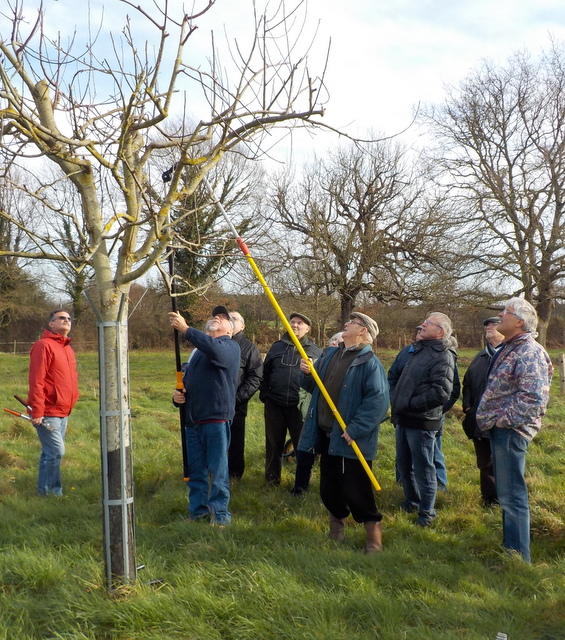 Taille de Formation des Arbres Fruitiers