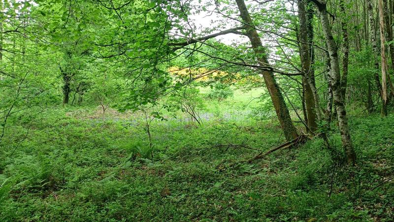 Terrain - 11 608 m²