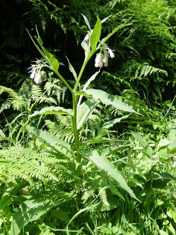 Plantes comestibles et médicinales à Hambye