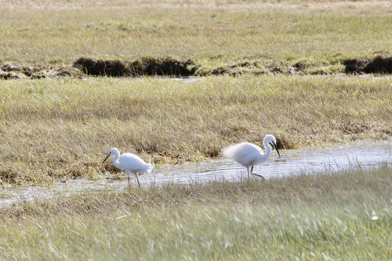 Longère - 97 m² - 5 pièces