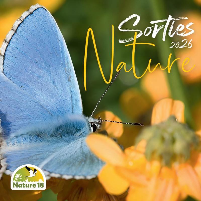 Sortie Nature : Tout Savoir Sur les Oiseaux