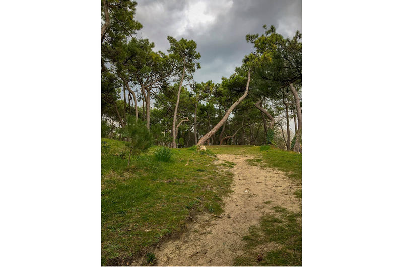 Visite guidée - Grande balade "Les charmes de la forêt"