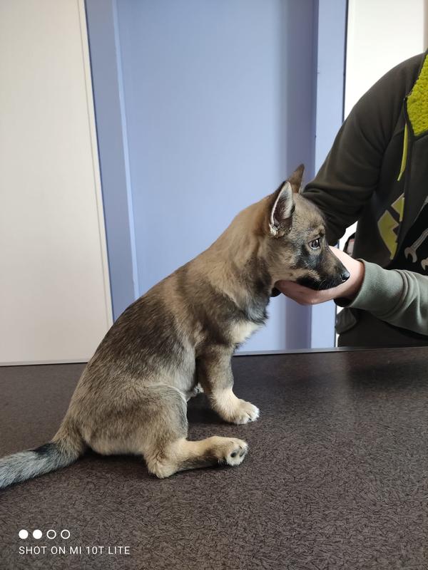 Cabinet Vétérinaire des Sources