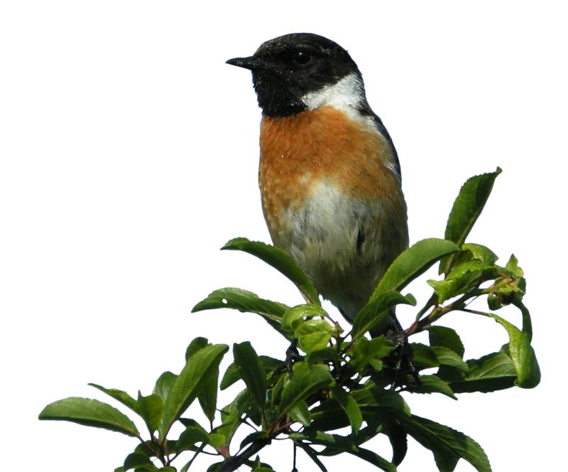 Observation des oiseaux de la zone humide du site de Courpain