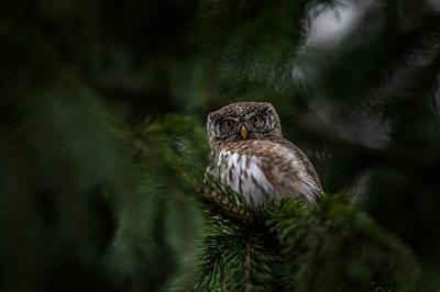 Ateliers &quot;veillée nature&quot; en famille : &quot;Balade crépusculaire&quot; au Jardin Bourian