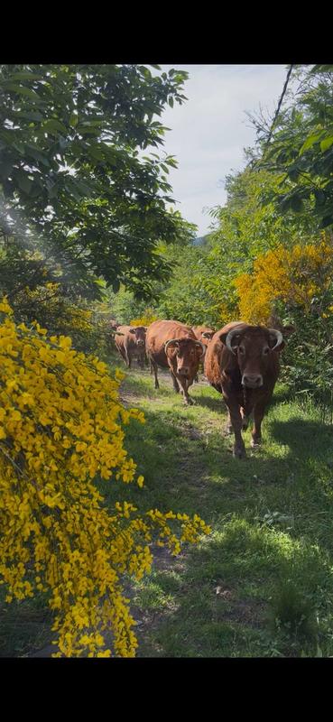 Dans les bottes du fermier : transhumance et soins des vaches limousines