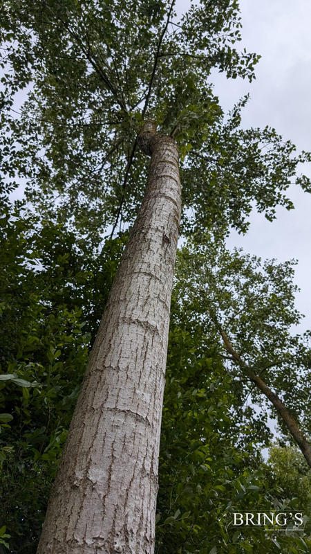 Terrain de loisirs - 47 800 m²