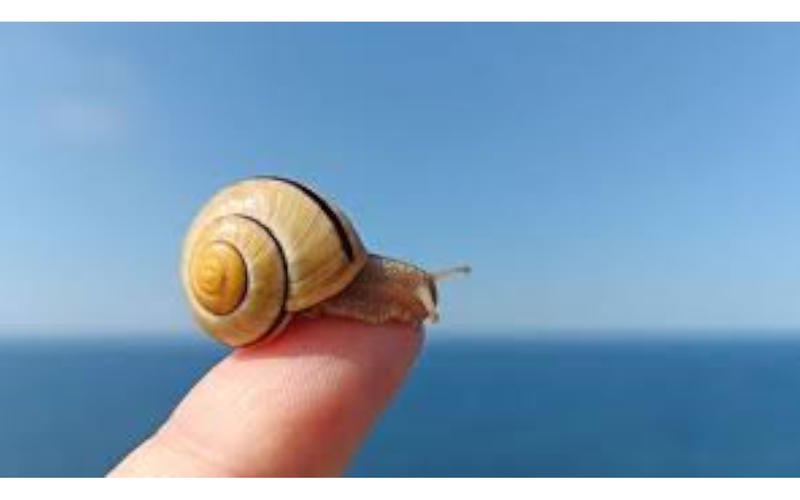 Sortie nature Cpie Pays Basque : "Sur la trace des baveux"