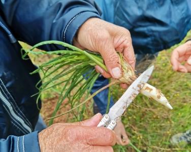 Balade Découverte : Salades Sauvages