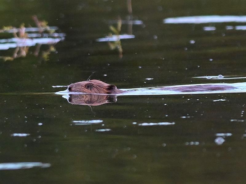 Observation des castors et ragondins