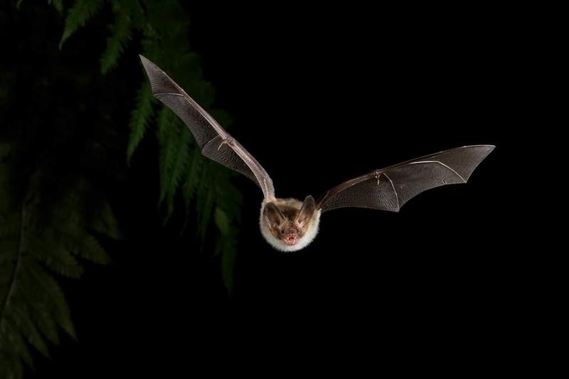 Quand la nuit s’anime : à la rencontre des chauves-souris