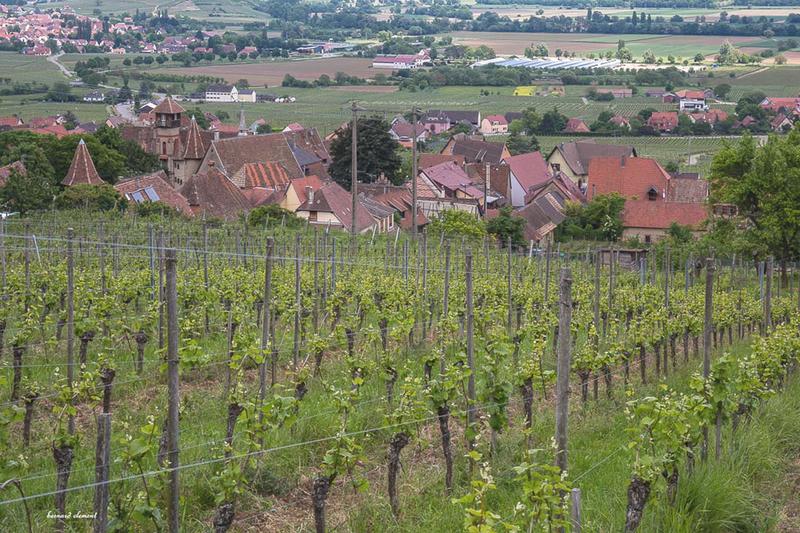 Club Vosgien : entre vignes et spiritualité