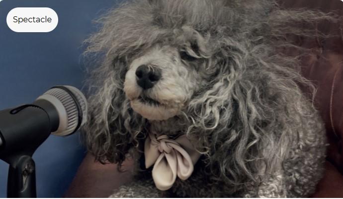 Dialogues de bêtes - Spectacle