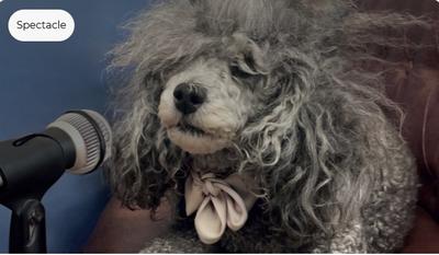 Dialogues de bêtes - Spectacle