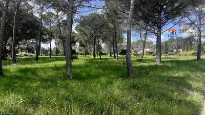 Terrain - 5 558 m²
