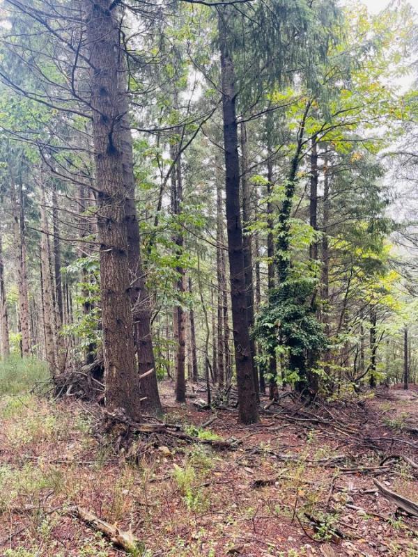 Terrain - 16 280 m²