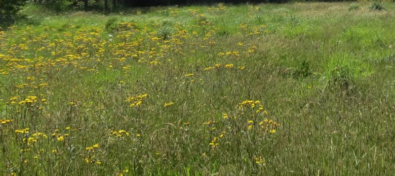 Terrain constructible - 1 145 m²