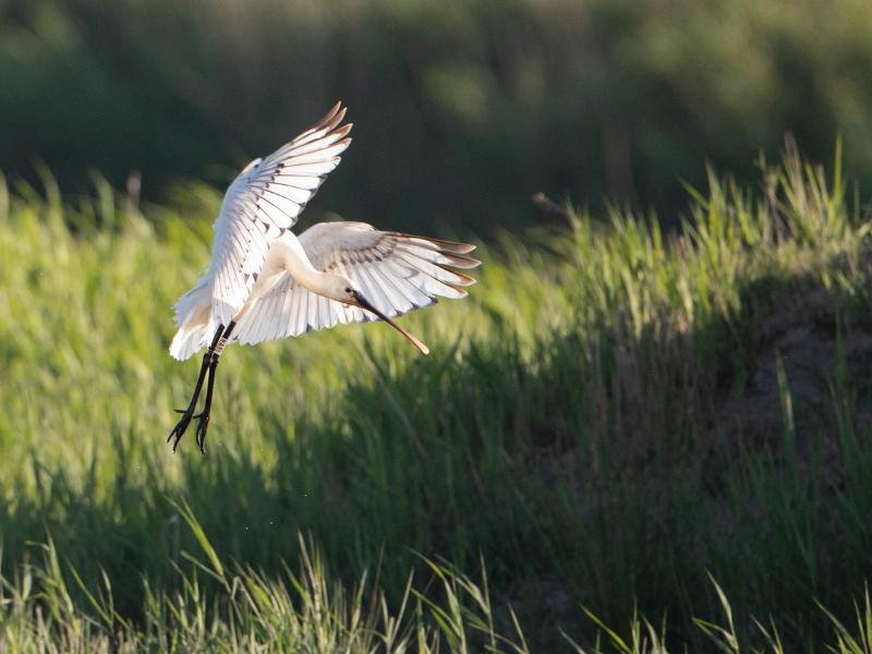 La Fête de la nature - Portes Ouvertes à Terres d'Oiseaux