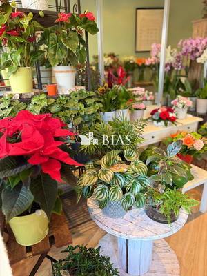 Fonds de commerce - Magasins - 50 m²