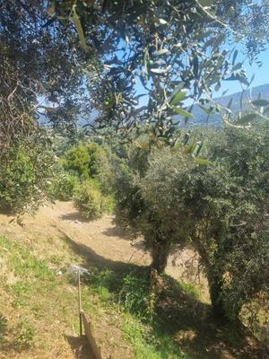 Terrain constructible - 1 011 m²