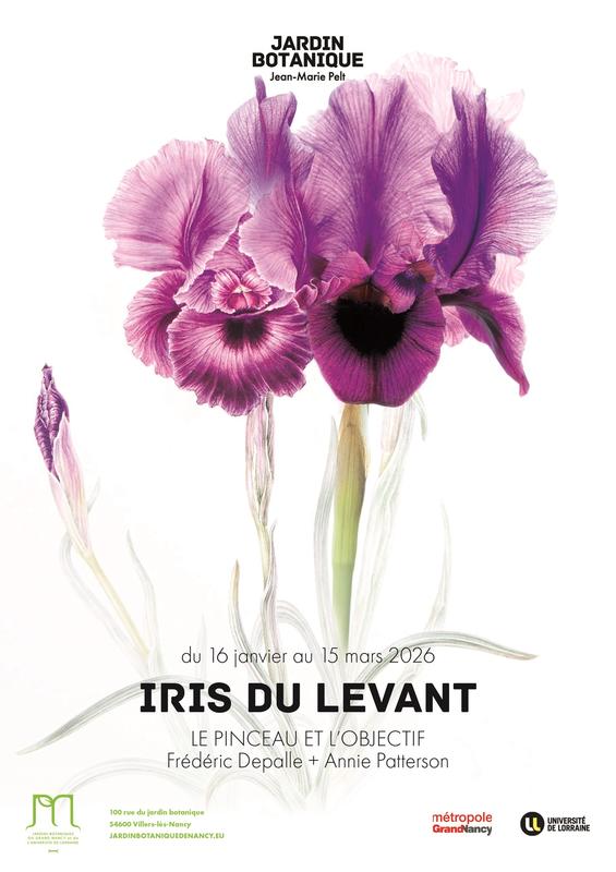 Exposition - Iris du Levant