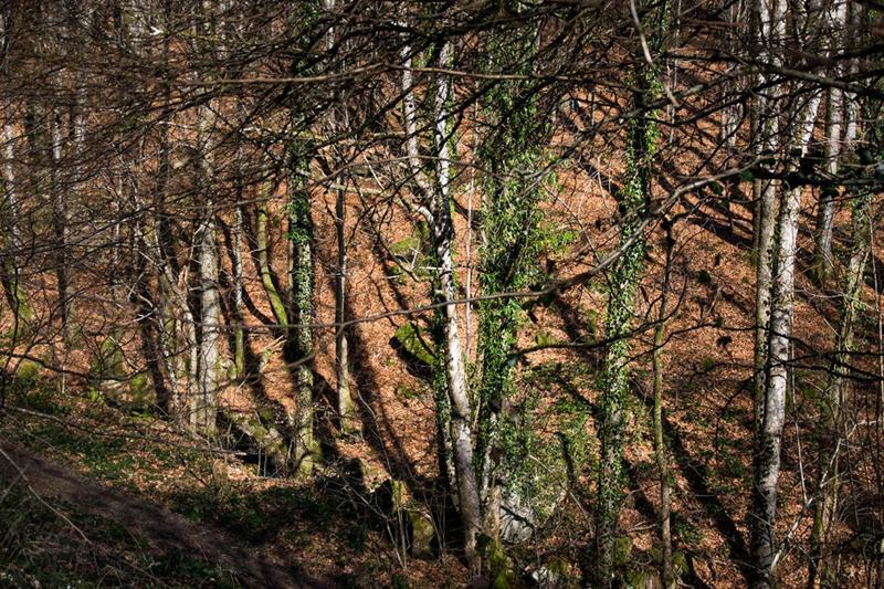 Maison - 37 m² - 1 pièce