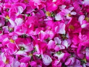 Rendez-vous au jardin des roses