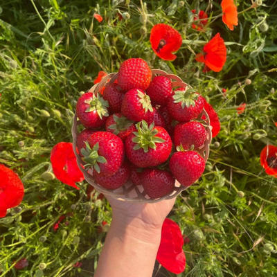 Ferme du Loup Ravissant