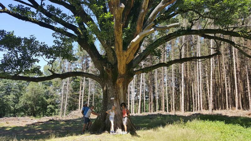 Sentiers Plaisir : Sorcières, gardiennes d'un savoir ancestral