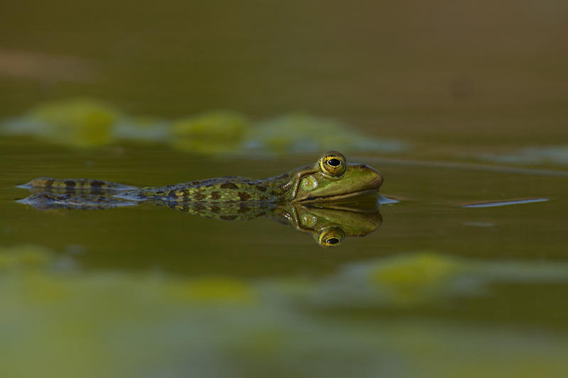 Réserve Naturelle Régionale du Plateau des Landes - les amphibiens