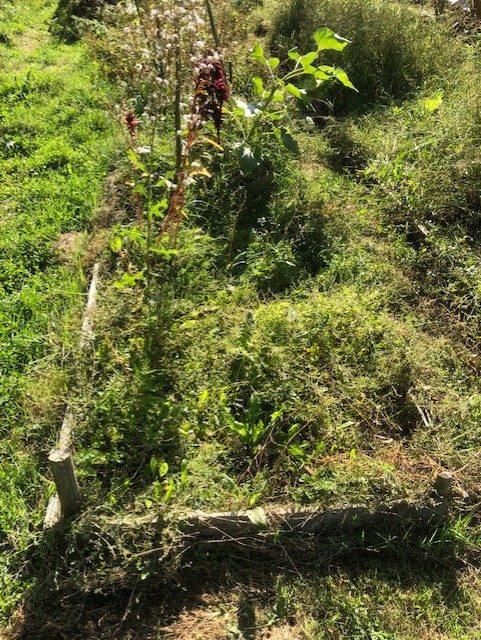 Maison ancienne - 25 m² - 1 pièce