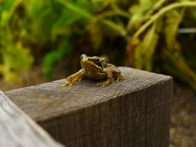 À la recherche des pontes de grenouille rousse