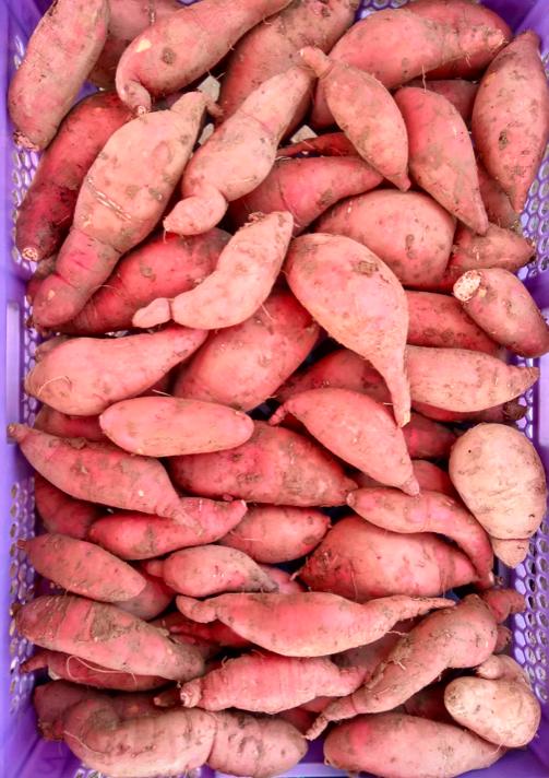 Les légumes bio du chemin des Clapiers