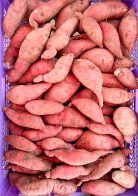 Les légumes bio du chemin des Clapiers