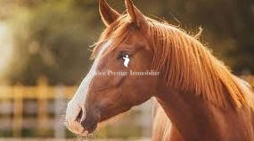 Maison - 220 m² - 9 pièces