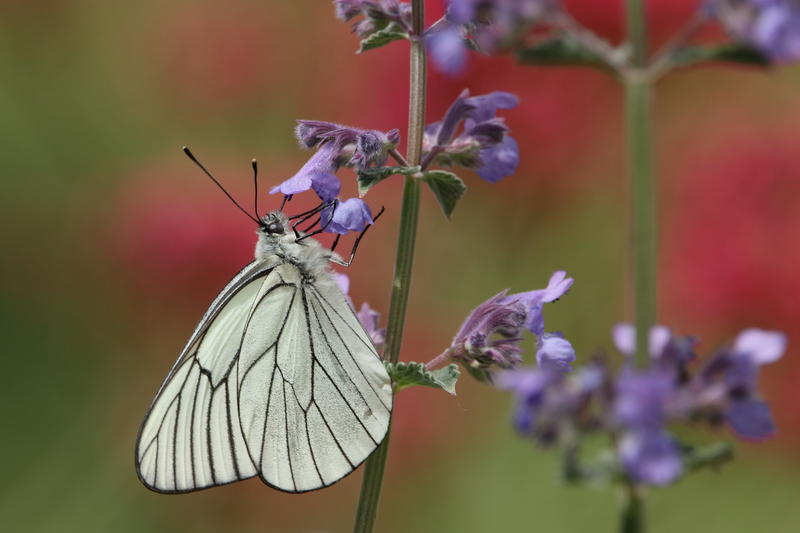 Exposition photos : Insectes et Papillons par Jean-Luc Laumonier